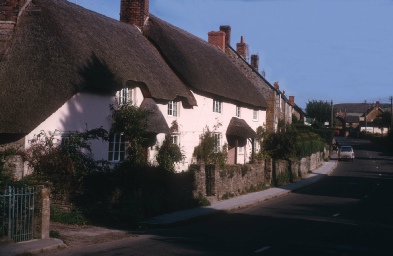 Pink cottages with thatch in Chideock. 