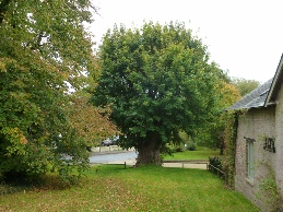 The tree where the Tolpuddle Martyrs met.
